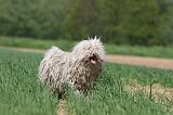 PULI 013